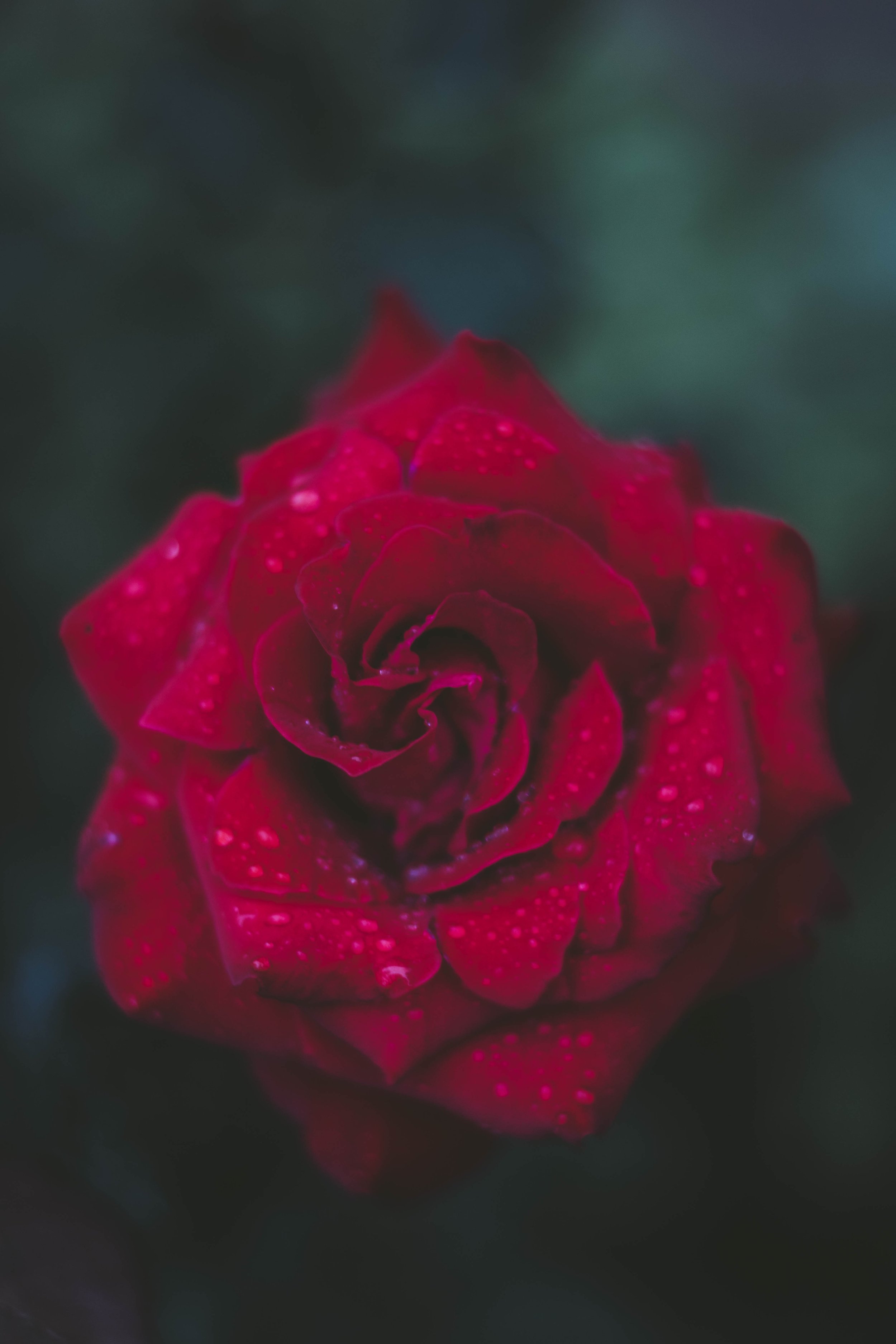 The Return of Rose in Perfumery