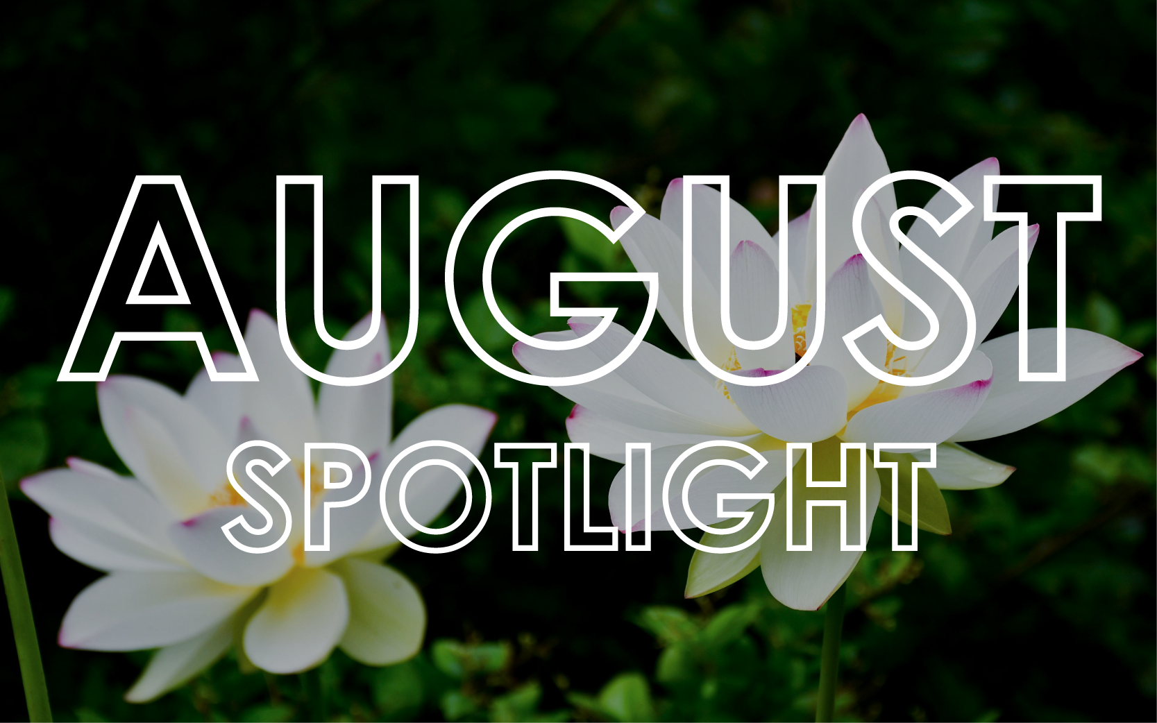August 2024 - Monthly Product Showcase