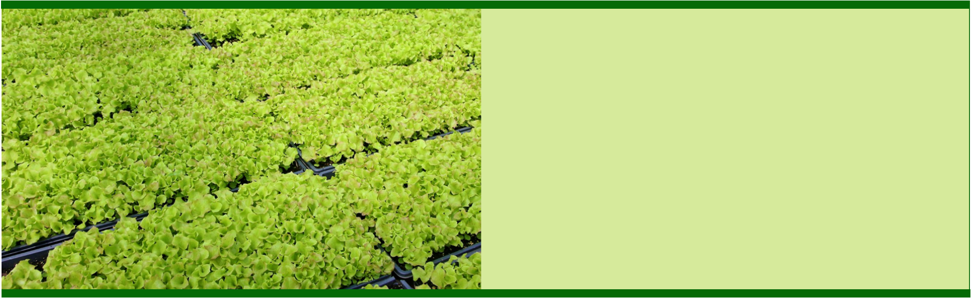 PhytoEssentials: Nutrient Packed Juice