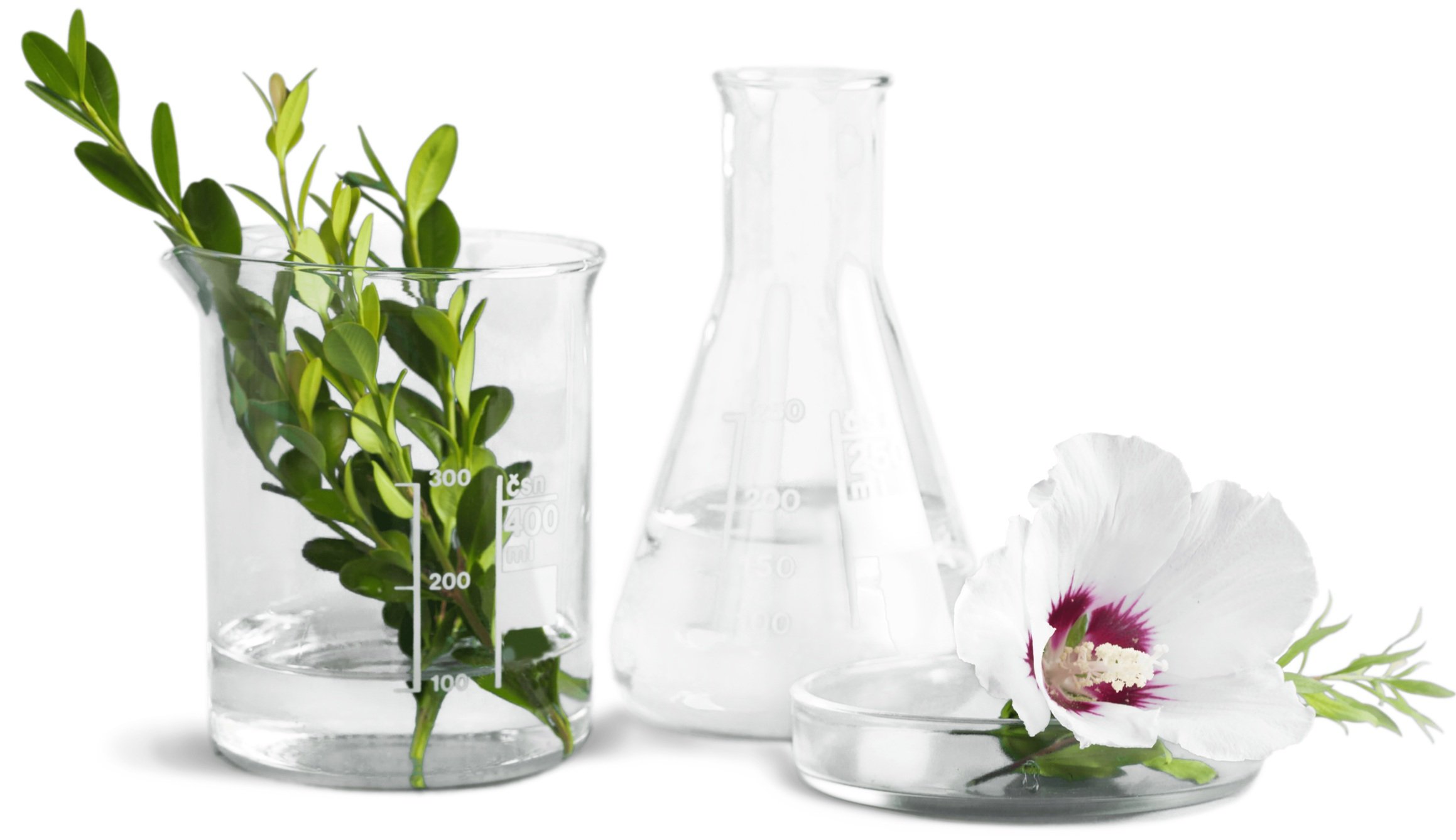 Botanicals in chemistry beakers