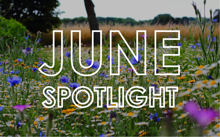 June 2024 - Monthly Product Showcase 