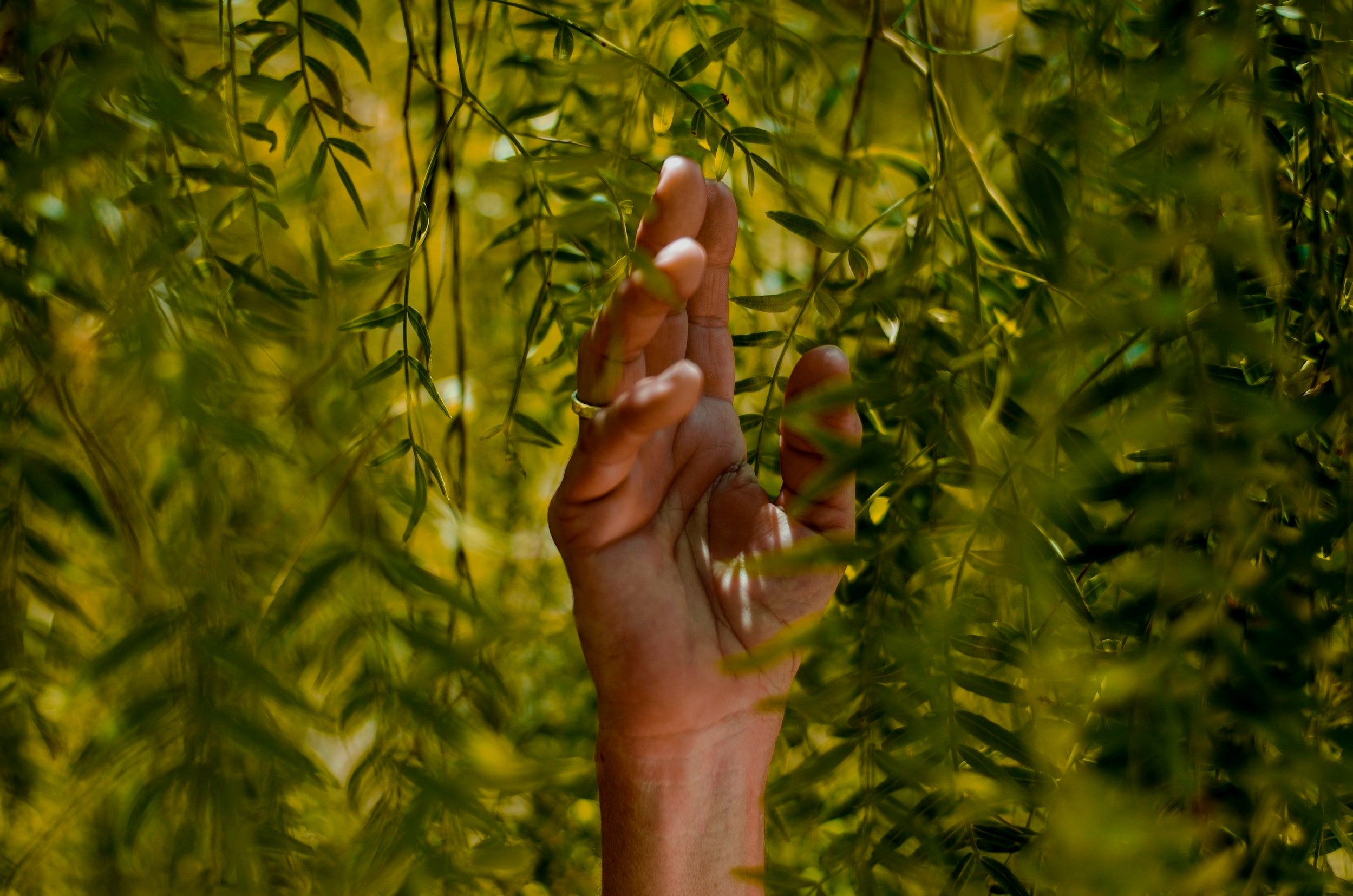 Sustainable Aromatic and Botanical Extracts
