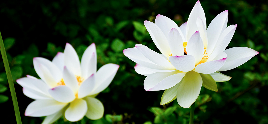 white lotus fragrance