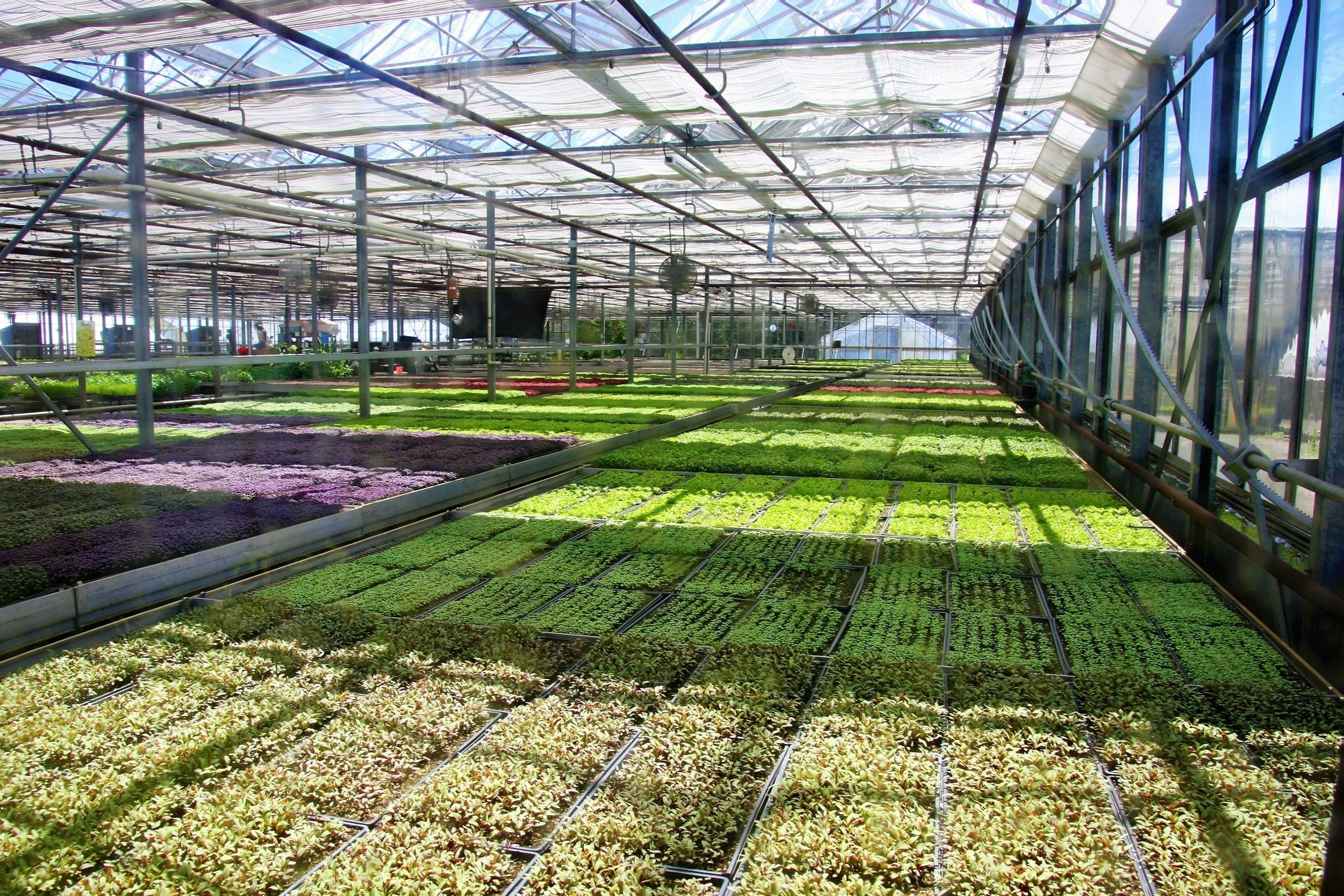 Gilberties Microgreen Greenhouse
