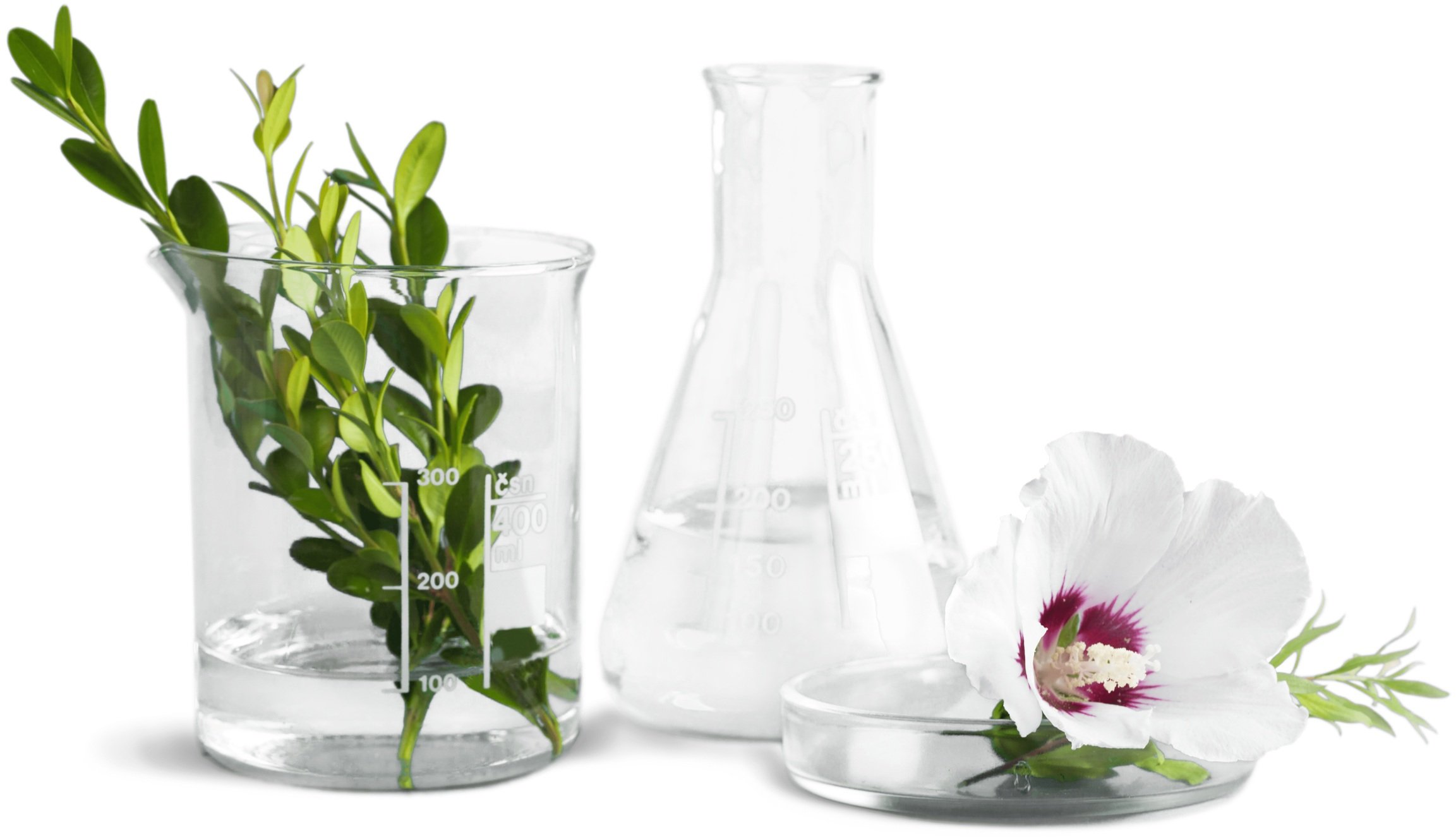 Plant cuttings in chemistry beakers