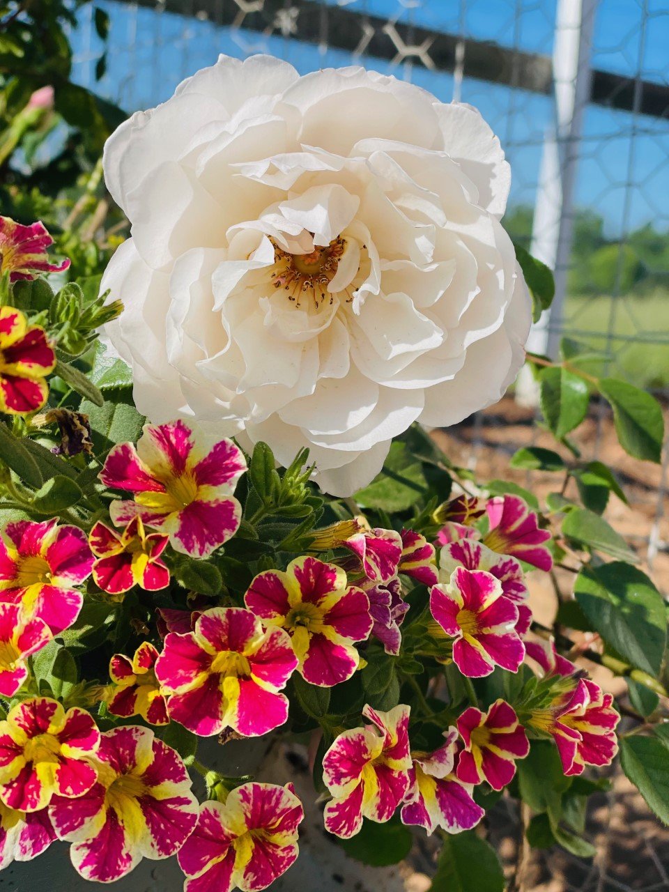 Flowers on our grounds