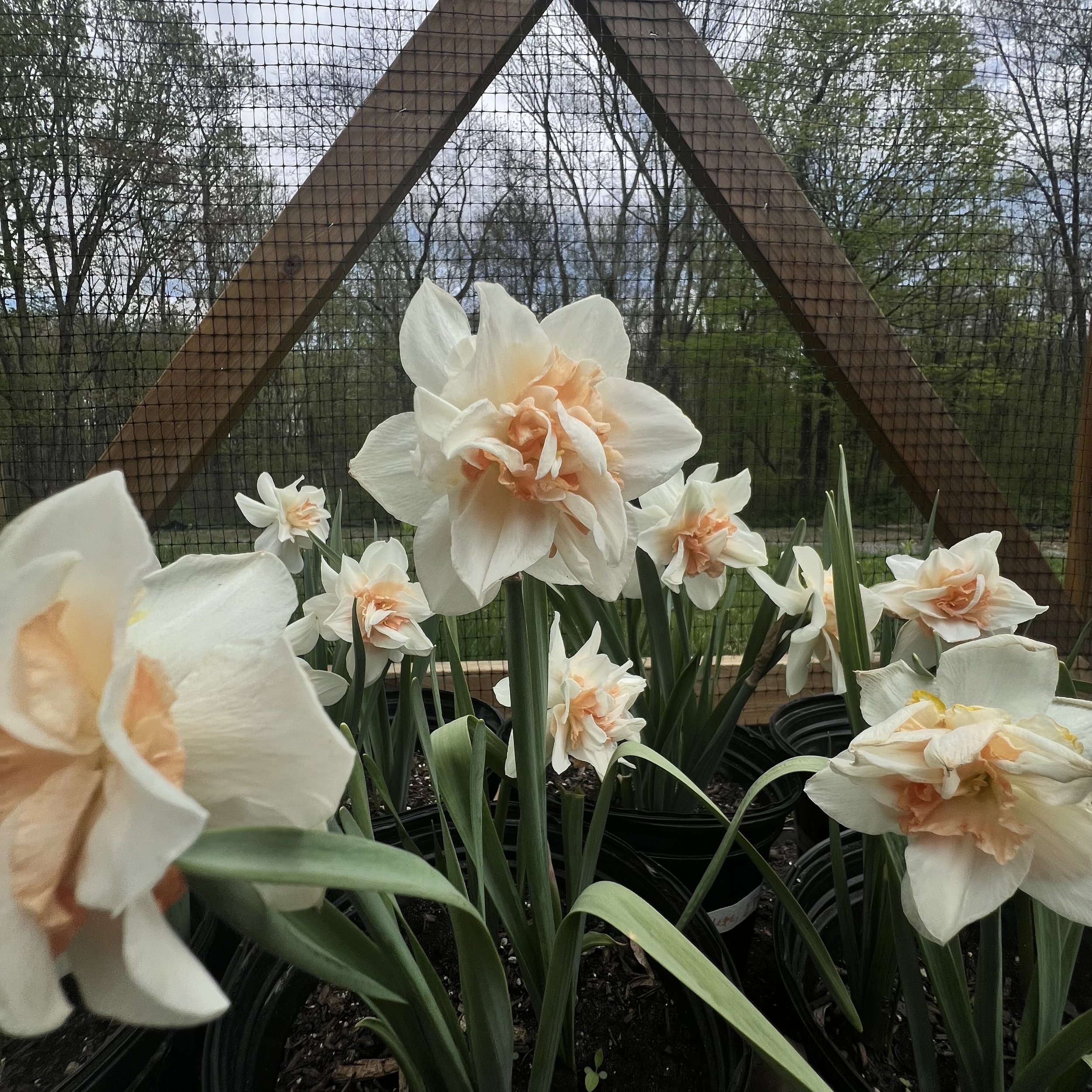 IMG_1193.jpeg